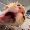 theanimatoralligator