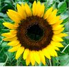 sunflowermeemaw