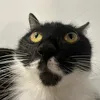Gia đình MeO 🐱