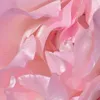 coratheanimegurll555