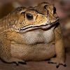 toadmanfrogman