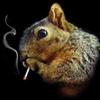 stonedsquirrelyvibes