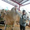 larassakti_farm