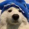 ngczata