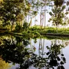 kembang1kanthil