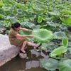 tivimai
