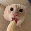 Esiok
