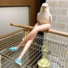 hai_cu_vaca