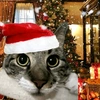 meow_meow_christmas