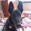 ingreyhoundswetrust