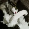 luciaannaaaaa0