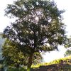 yuli_19001
