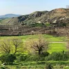 shahinaz187845