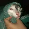 antrntan5