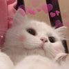cuteronniekitty