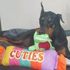 k9ladybella