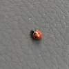 solongsuckers1