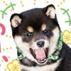 jayvox3