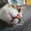 el_fran66