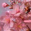 __nahida__islam