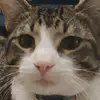 morriss_the_aminal
