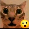kucing.ml