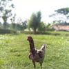 kg.farm99