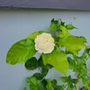 sgeetz