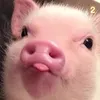 bobinaaa11