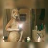 jazz_linker
