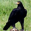 blakbird0302