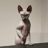 sphynxmasja