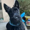 vaughan_scottishterrier