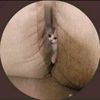 cardispayola