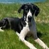 bohdan_the_dane