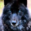 alphawolf4884