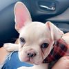 hairfrenchie.potter