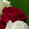 user82126749000783