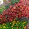 frutera.los.ruize