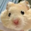 evilnibbles