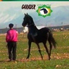 GARADER