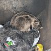 trash.panda.nippy.naps