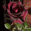 nhahuyen_1810