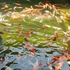 hoangtruc002