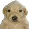 pugimexwasaa