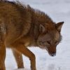 hasifthefox