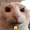 soitencaiconcacbamay
