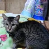 berukichikun