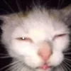 marisdangew