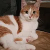 pipidastr8814
